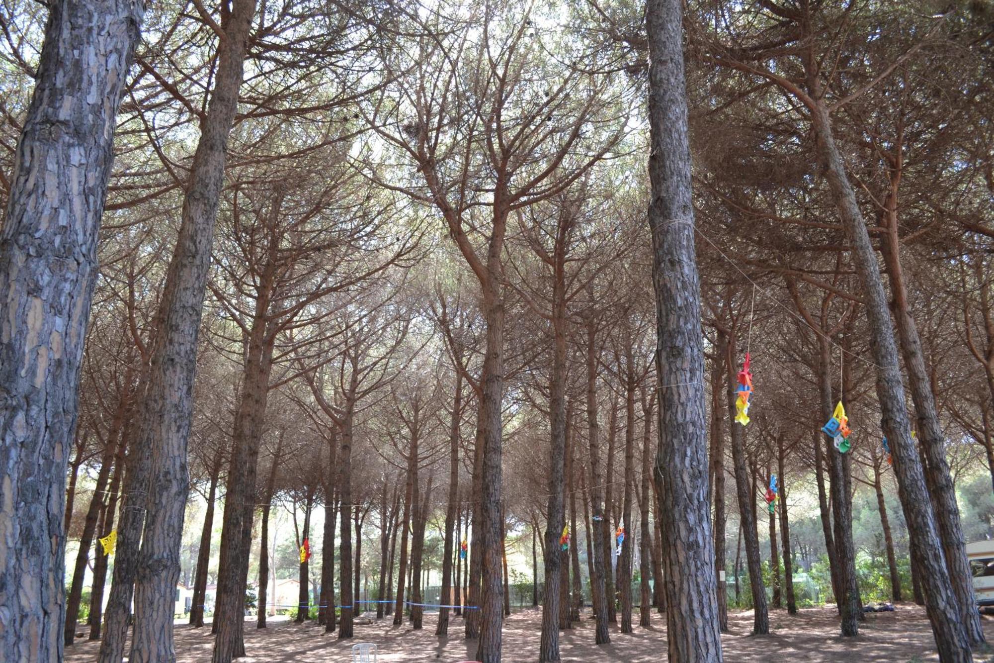 Giannella Camping Orbetello Dış mekan fotoğraf